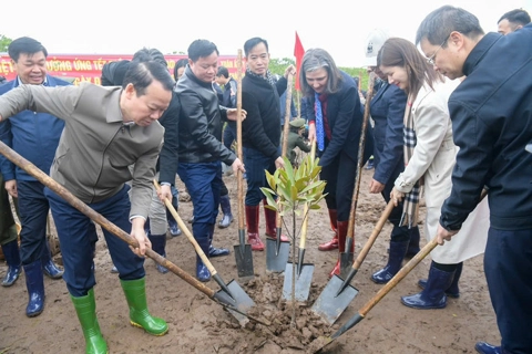 Mangrove safeguards Vietnam’s environment 