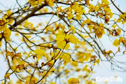 Vivid yellow flowers brighten spring in Hanoi