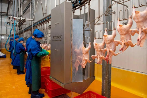 Hanoi targets 700 backyard slaughter points for closure after tainted pork scandal