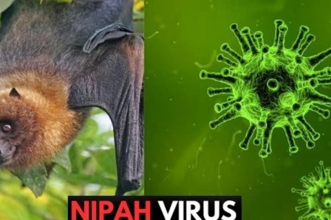 Vietnam reports no Nipah cases, intensifies virus prevention at border gates