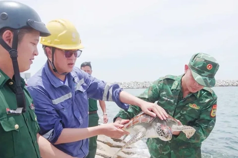 Rare green sea turtle released back into natural waters
