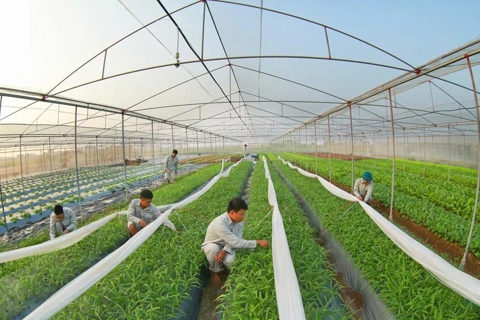 Hanoi intensifies application of high-tech farming models
