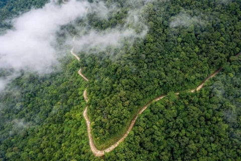 Vietnam to receive US$5 million more from carbon credit transfer
