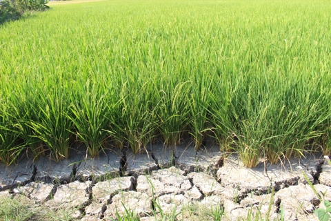 Vietnam advances desertification control through long-term land management

