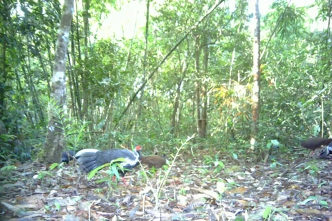 Rare and endangered species discovered in Dak Lak's Ea So forest