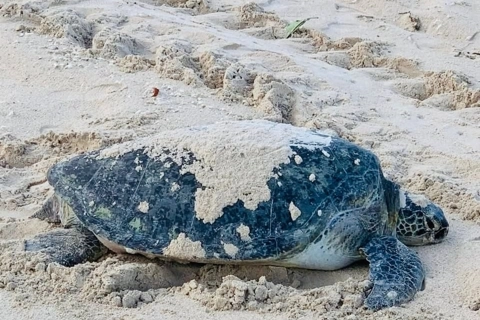 Endangered sea turtle lays eggs on beach in central Vietnam