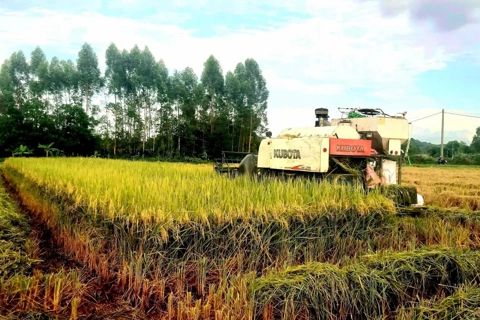 PM requests stronger measures to promote rice production and export