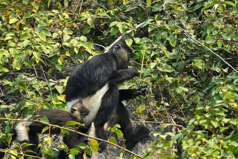 Hanoi to foster regional linkage project in biodiversity conservation
