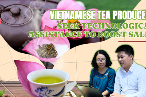 Vietnamese tea producers seek technological assistance to boost sales