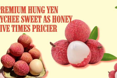 Premium Hung Yen lychee, sweet as honey, five times pricier