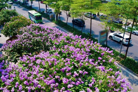 Queen crape myrtle transforms Hanoi into a sea of purple