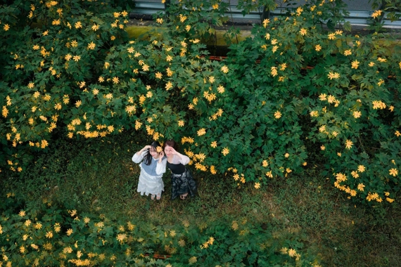 Ba Vi National Park glows with wild sunflowers