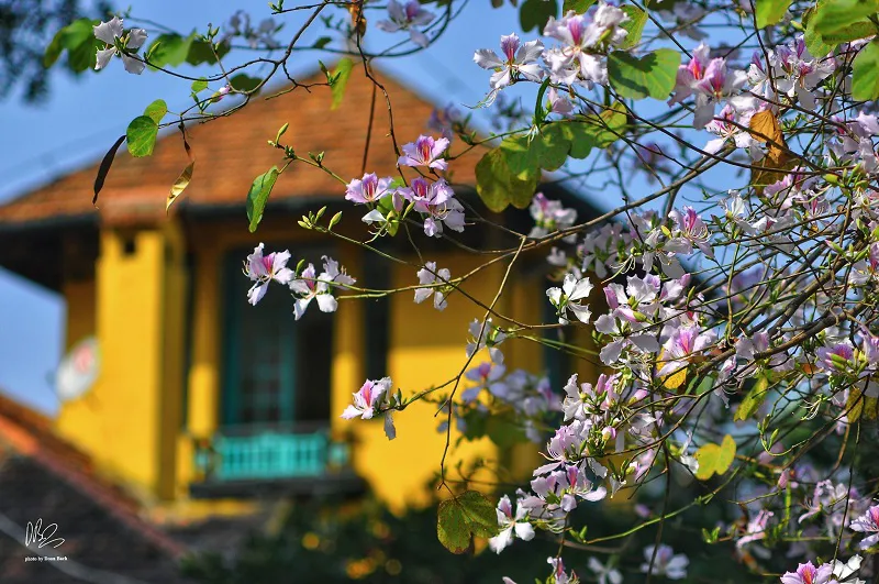 Hình ảnh 4