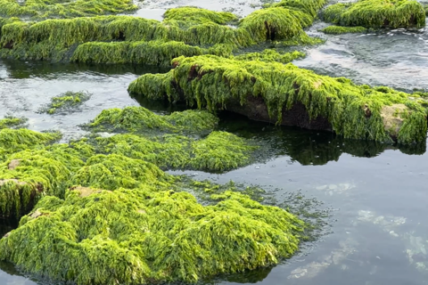 Admiring the beauty of Ly Son Island during the moss season
