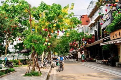 Golden Hanoi: the summer bloom of Cassia fistula