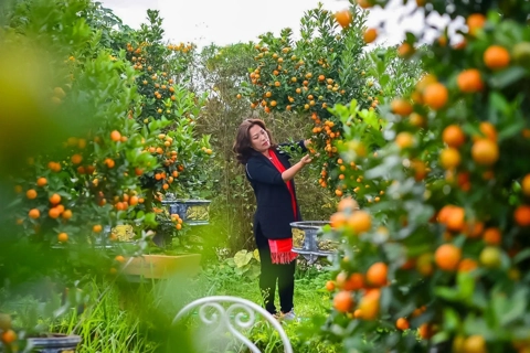 Kumquat Bonsai finds new expression for Tet