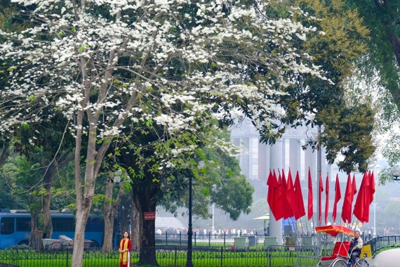 White sua flowers blankets Hanoi streets

