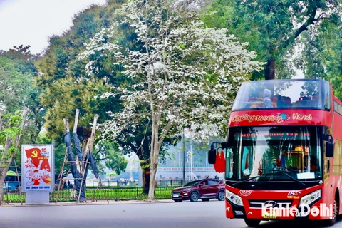 Hanoi's Sua flower season heralds summer
