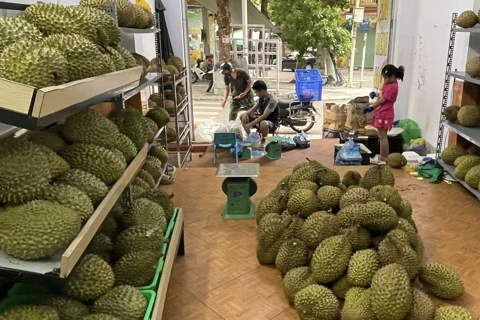 Vietnam’s frozen durian exports triple in H1