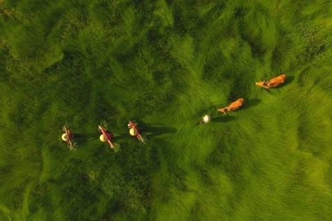 Vietnam's aerial photo honored at international prize