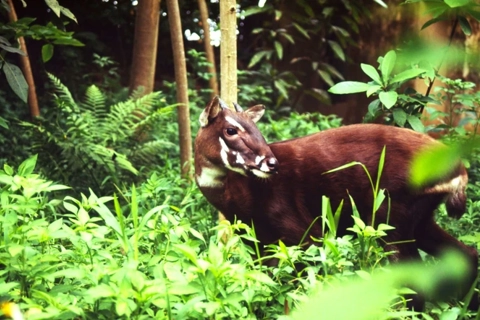 WWF-Vietnam helps safeguard endangered saola