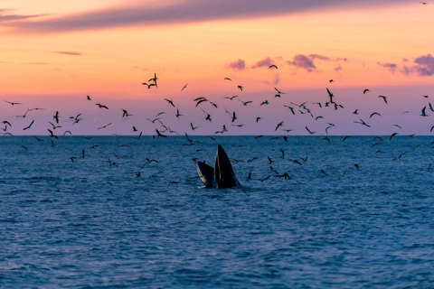 Gia Lai tightens rules to protect whales from tourist impact
