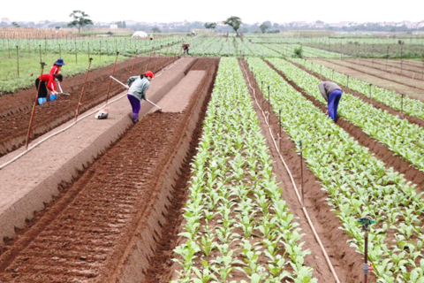 Hanoi's push for green agriculture bears fruit
