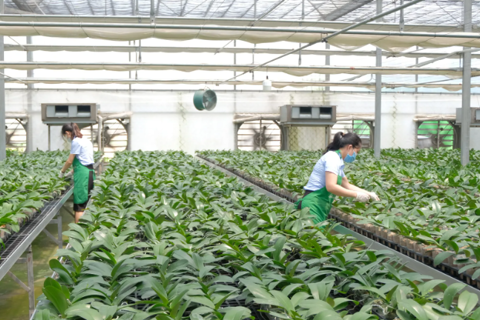 Hanoi to conduct 2025 rural and agricultural census next month 
