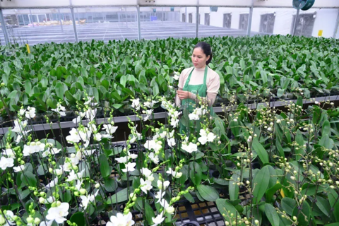 Hanoi advances high-tech farming with over 400 digital agriculture models