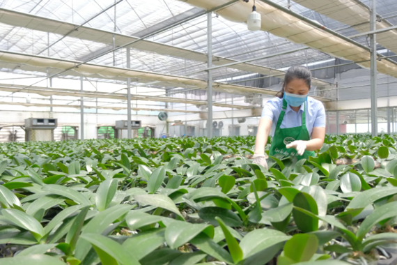 Vietnam aims to build regional agribusiness leaders by 2030
