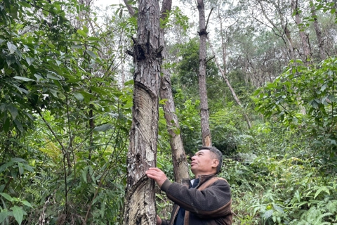 Early warning science shields Vietnam’s border forests from invasive pests
