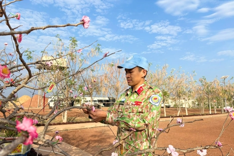 Tet at the mission: Peach blossoms bloom in Africa
