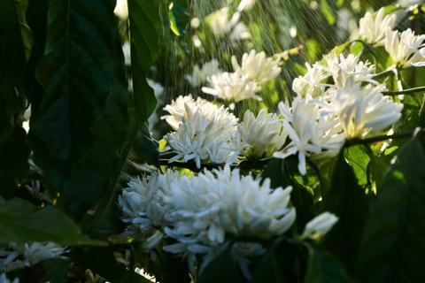 When Vietnam’s coffee capital dressed in white blossoms