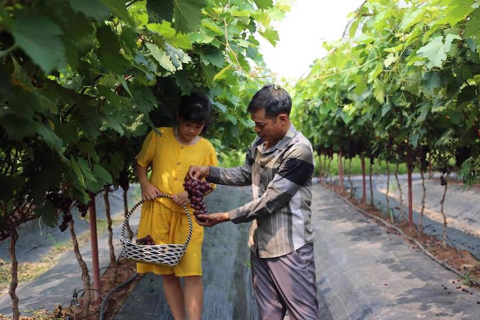 Hanoi promotes multi-value agriculture
