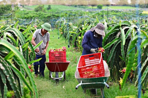 HCMC certifies five tons of dragon fruit for EU export amid backlog crisis