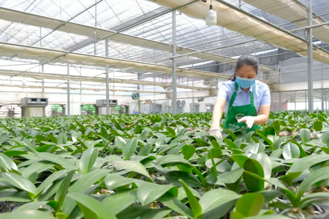 Hanoi achieves rural development goals