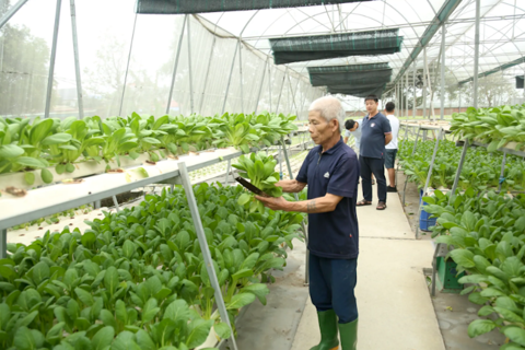 Hanoi expands safe agricultural supply chains
