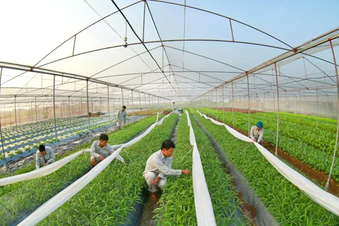 Hanoi agriculture grows 3.6%, exports reach over US$2 billion in 2025
