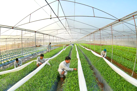 Hanoi pushes high-tech agriculture 