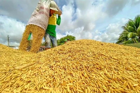 Vietnam ships first batch of low-emission rice to Japan
