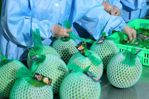 Vietnam’s pomelos make historic debut in the demanding Australian market