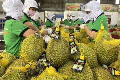 Vietnam strengthens durian export security
